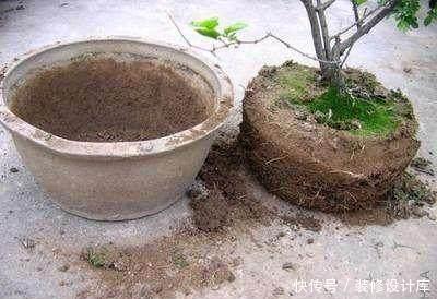  『营养土』养花土别买了，“3种”废渣一掺和就是“养花万能土”，养啥活啥