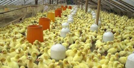  利润：养1万只鸭子能挣多少钱？如何降低鸭子成本，提高经济效率