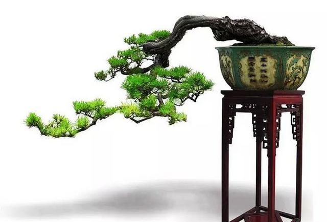 60例盆景树种，总有属于你的那棵（建议收藏）