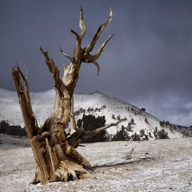 一颗树活了4000多年,被称为世界上最古老的数,却遭遇了砍伐