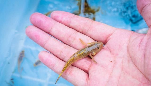  #沙子#农村河里，一种趴在沙子里的小鱼，以前没人要，如今真是