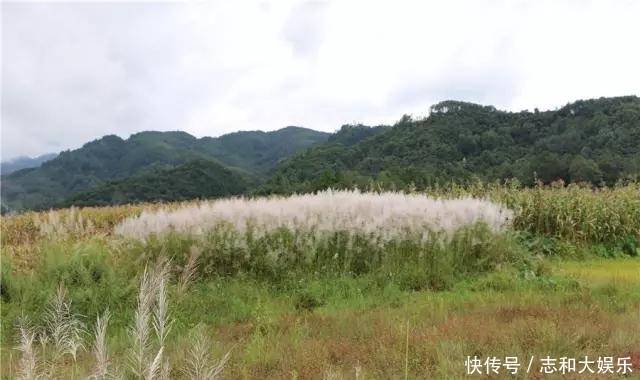 金黄田园稻浪翻滚 雪白芦花摇曳生姿：古永河畔的秋天如此多娇