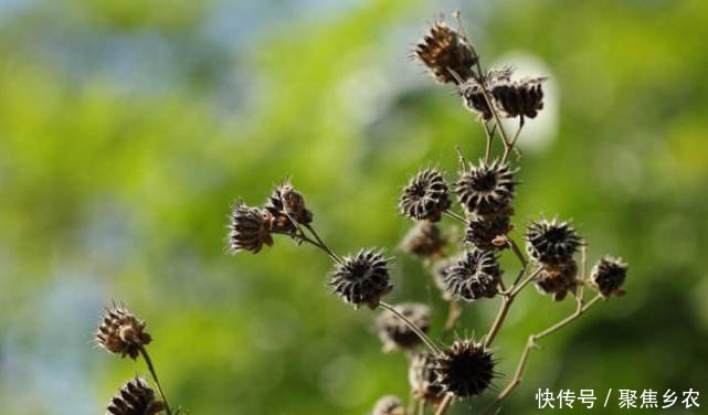农村有一种野果，价值很珍贵，对治疗耳鸣非常有效