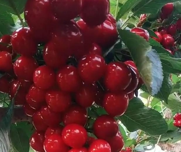 农民种植红色“葡萄”单株产果百斤，每斤60元，年赚几十万