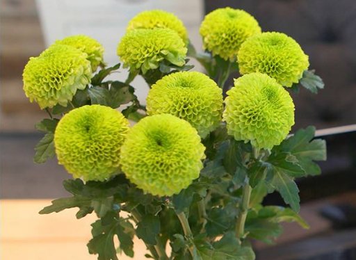  [堪称]家养5款花卉，漂亮不输玫瑰，一花三色，香气四溢，堪称盆栽佳品