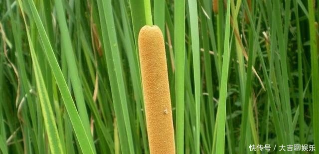 农村田边的“香肠”，过去农民见到就砍，如今20元一斤成稀罕货