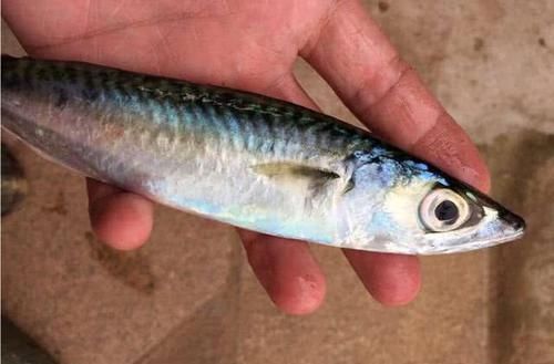  【鲅鱼】海边钓此鱼，一来就是一群，大连人叫它“鲐鲅鱼”