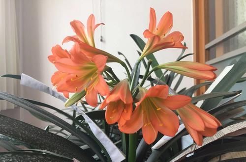  【子兰快速】赤霉素在君子兰上的妙用，夹箭的君子兰滴滴赤霉素，3天就抽箭