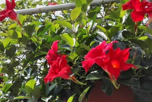  『漂亮』这种花卉花色漂亮，花香四溢飘满屋，适合做室内盆栽，比吊兰好养