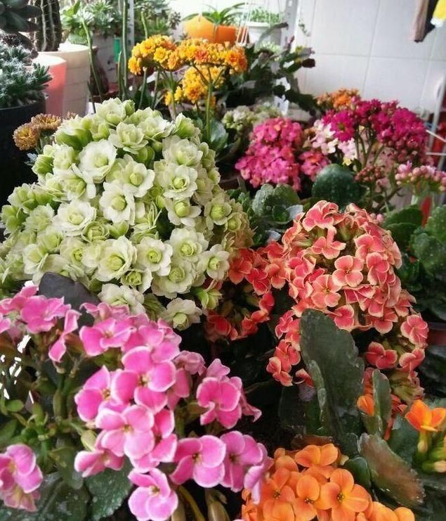  【鸢尾花】最有仙气的4种花，迷人的花朵，好养又漂亮，一开就是300多天！