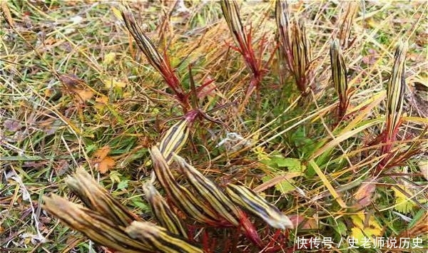  「花名」花名以“龙胆”命名，开花特漂亮，李时珍说它“定五脏杀虫毒”