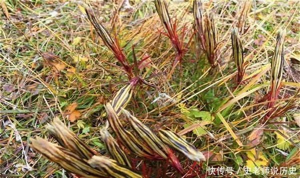 「花名」花名以“龙胆”命名,开花特漂亮,李时珍说它“定五脏杀虫毒”