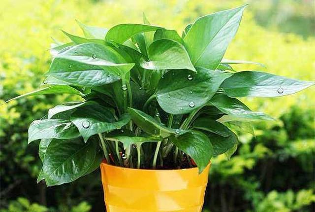 『发财树』3月养花,出门捡“3种垃圾”扔盆里,肥效足,植物根系壮、枝叶茂