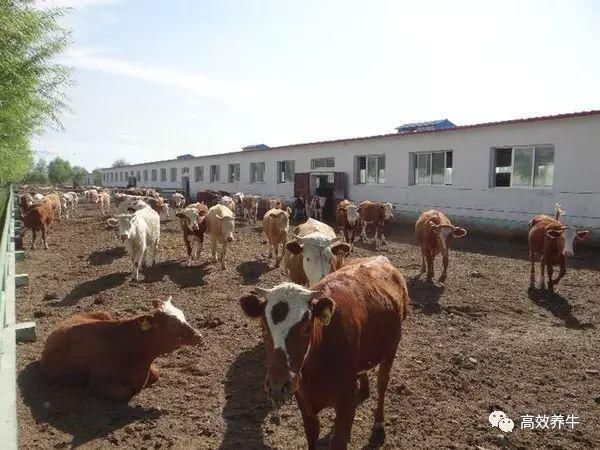 养50头牛——标准化牛舍是这样建设的！