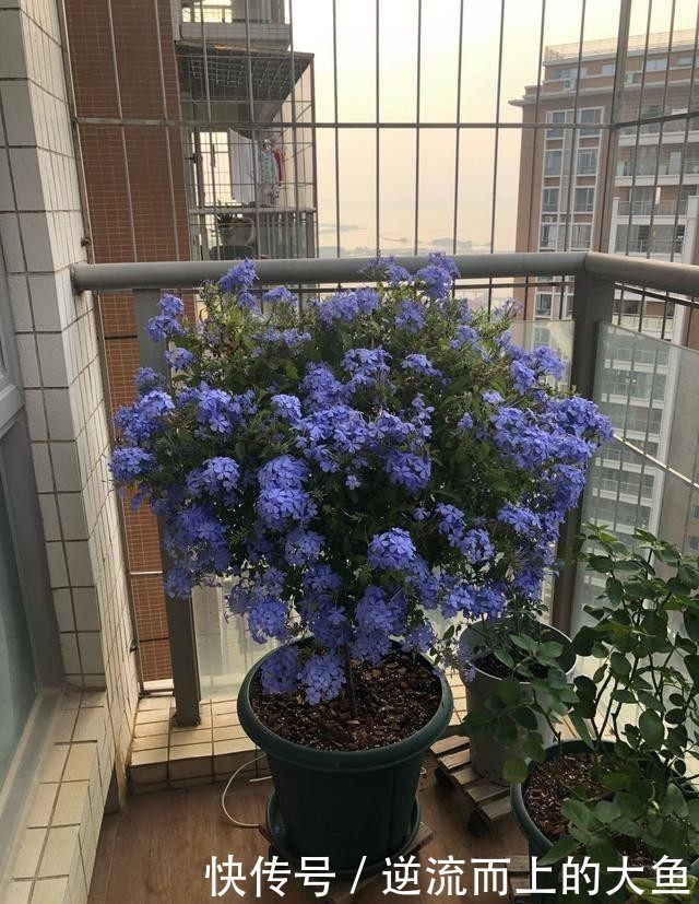 「值得」耐热植物“蓝雪花”,夏天也开花,花期超长,种植简单,值得栽培