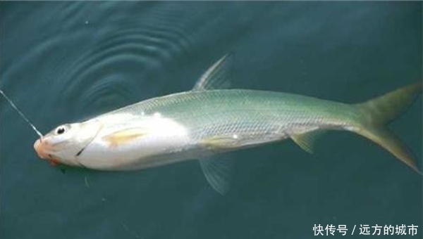  【中鱼率】手竿钓黄尾鲴的钓组搭配和调漂方法，能否连竿上鱼，这两点是关键