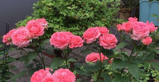  花型■喜欢养花不如选“珊瑚果冻”，花型优美，香味浓郁，四季开花不断