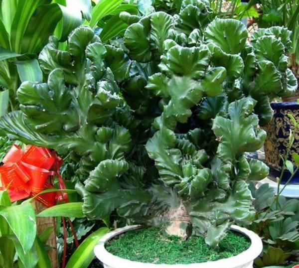  『保养时要小』5种有毒的多肉植物，你家可能就有一盆，养护需小心
