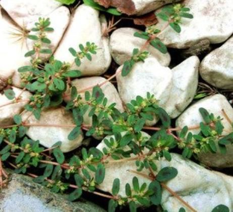 农村独有的一种野草，被人们誉为“血见愁”，你认识吗？