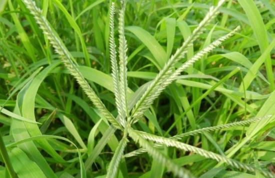 农村的一种田间称霸的野草，有药用价值，老人喜欢泡茶喝