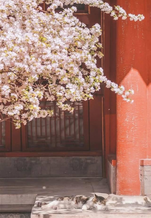 一年 30 多趟故宫，只为拍摄超赞「故宫猫咪图籍」！