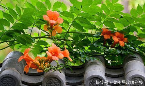  「值得」四月养花选它，爬藤之王凌霄花，养一盆开成花瀑布，值得拥有