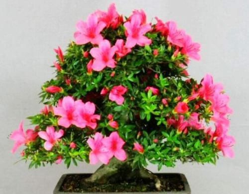  #花友#养花就怕这5大误区，你中招了吗？一定有你没注意到的吧！