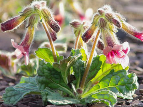 根茎似“红薯”，城里人盆栽，农村喂猪，网友：50元一斤，浪费