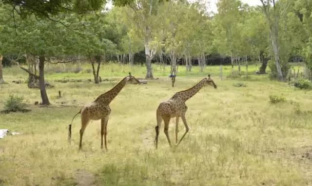 什么?世界上胸最大的动物竟然是它!