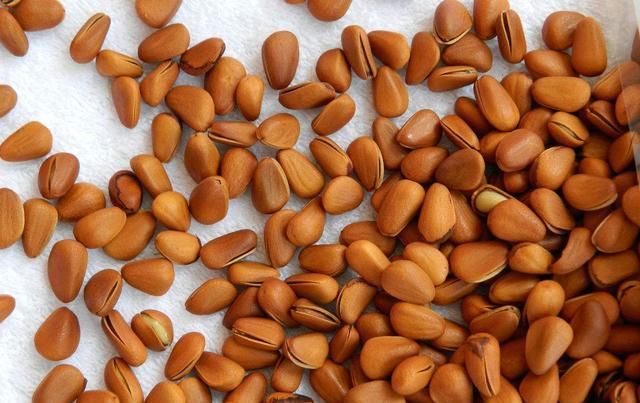  产地■产地收购价逼近45元，全程人工采摘极其危险！农民：能赚