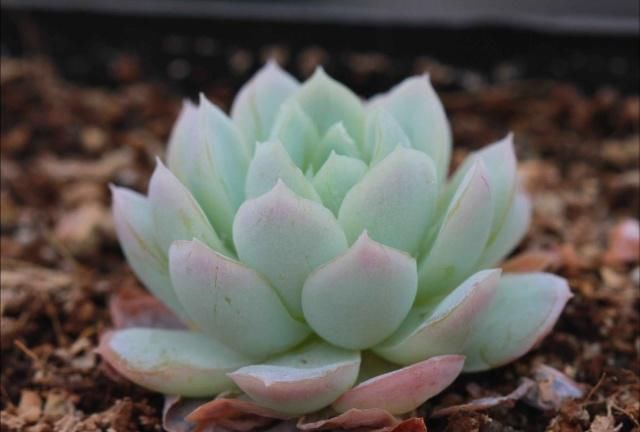  植物时@多肉植物养护，不能不知道的术语