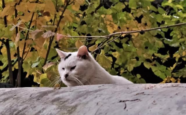 大觉寺|除了“千年银杏”，这里的猫似乎更出名