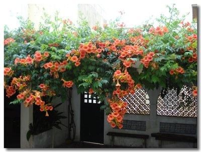  『棕色』凌霄翠叶团团如盖，花大色艳，繁花艳彩