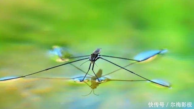  #水上漂#农村水池上会“水上漂”的虫子，是什么？害虫还是益虫