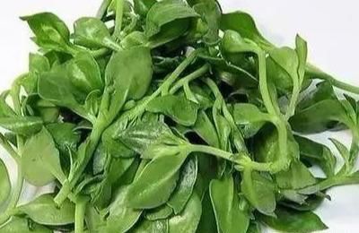  『春天』春天到，这8种野菜，一定摘回家，美味又对身体好