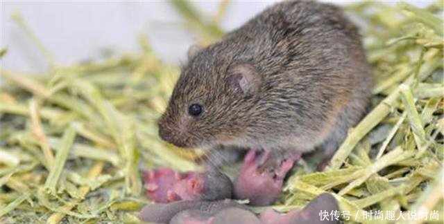 【田鼠】年减产100亿斤粮食,该物种被端上餐桌,还是广西的特色夜市美食