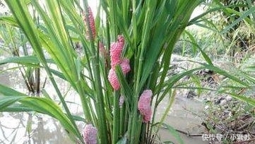 当年将福寿螺引进中国的人, 麻烦你把福寿螺都吃干