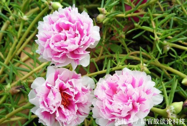 『嫁接』叶仙嫁接太阳花,开成小花树,层层叠叠全是花
