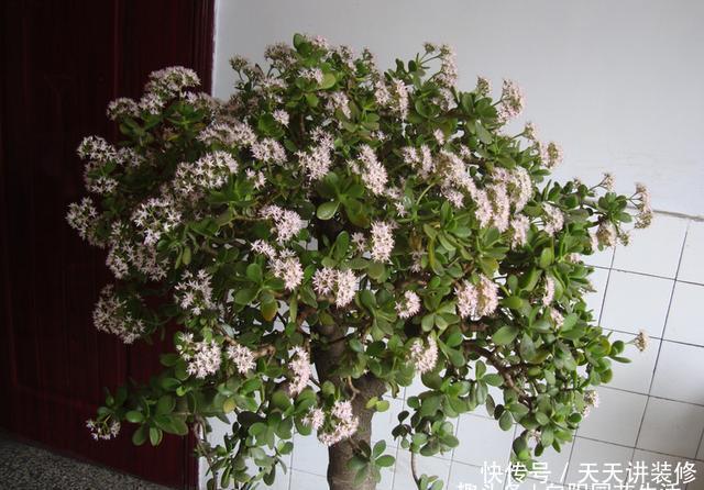 『寓意』3种植物能开花,平常很少见,寓意“阖家幸福”,能见到是幸运