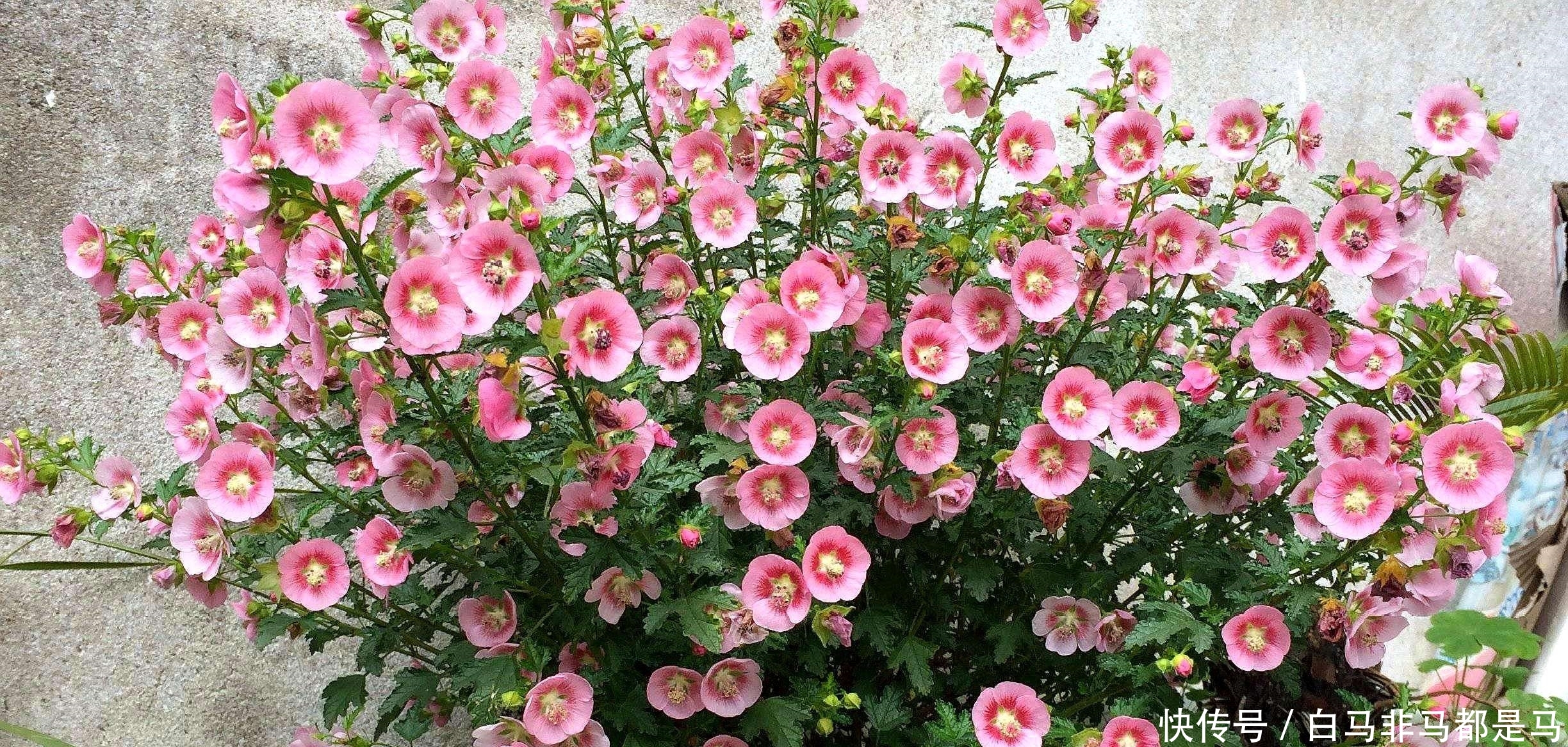 「红茄」精致可爱的3种花,红茄、小木槿、香堇菜?,养在院子很不错