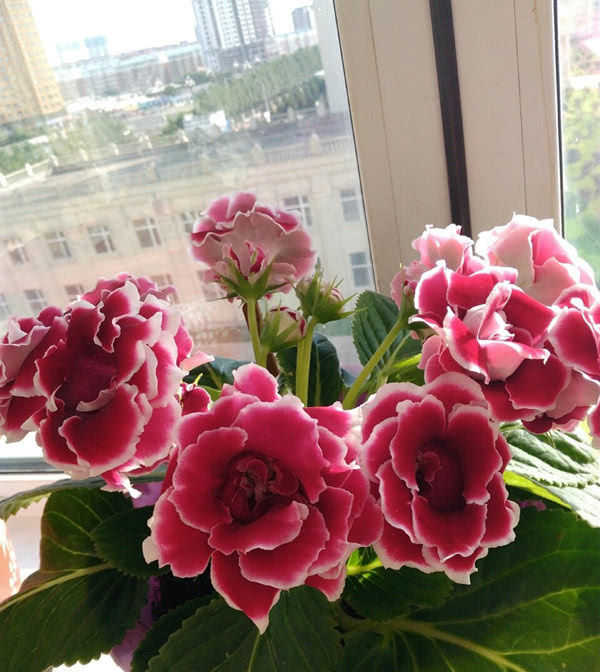  [光照]这种花缺乏光照也能开花，一开就是大半年，颜值“爆表”又好养活！