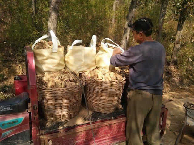 农民不种大蒜种这货用地窖存，亩产六千多斤3元一斤亩赚2万多