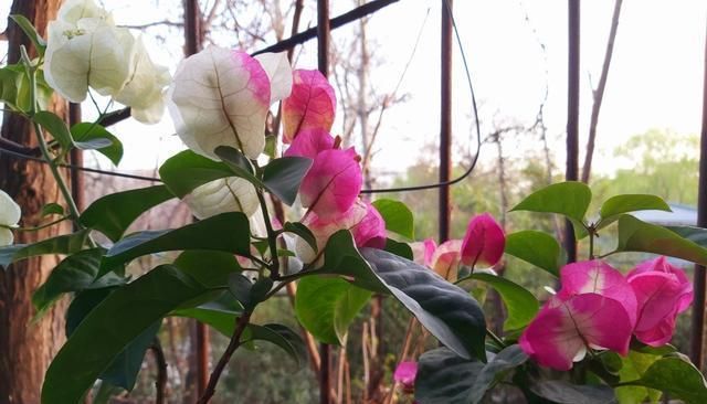  『枝叶茂盛』养这“4种花”,浇水很关键,学会这样做,枝叶茂盛、开花爆盆!