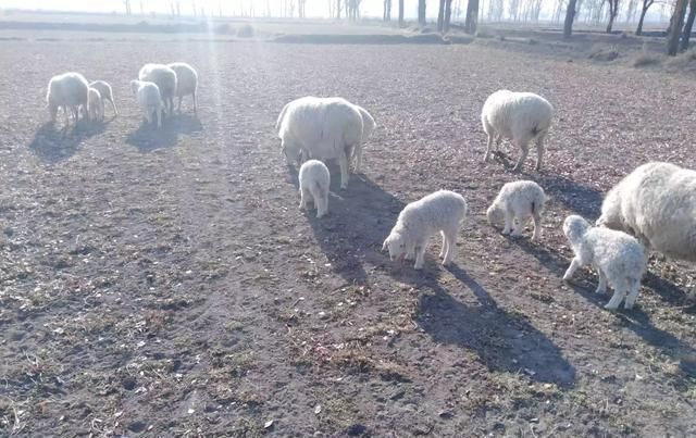  【养鸡】在乡下家里，你自己一个人养鸡、羊、牛还是猪？