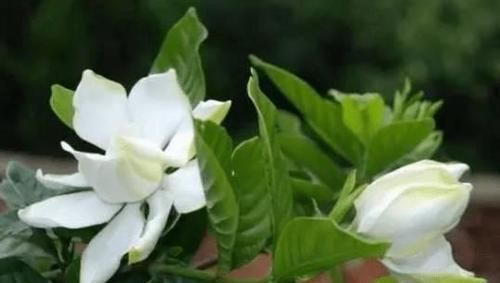  修剪■多年经验，栀子花修剪要点，让栀子花长得更好