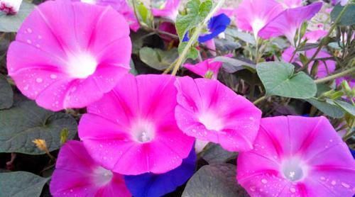  矮牵牛■养“矮牵牛”用四个方法，花开不断，一年成一片五彩缤纷的花海！