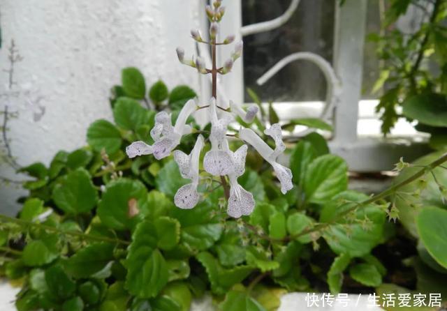 适合|瑞典常青藤养好了能开淡紫色小花,很适合养成窗台的吊盆观叶植物