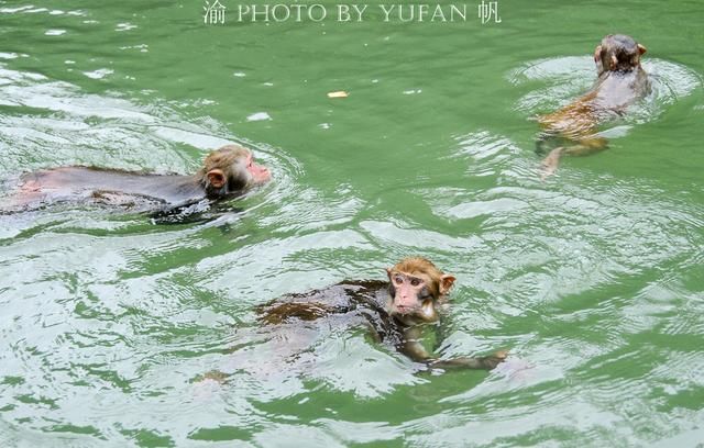 重庆终于成功入夏，高温下猴子比人还懂享受，网友直言“成精了”