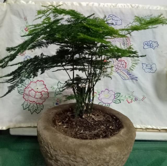  『喜欢湿润』超耐阴的文竹，3个小手段，养成绿油油的小森林！