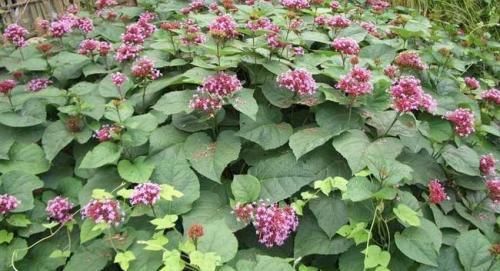  #路旁#农村路旁的一种“野花”，闻起来奇怪，农民被当作杂草扔